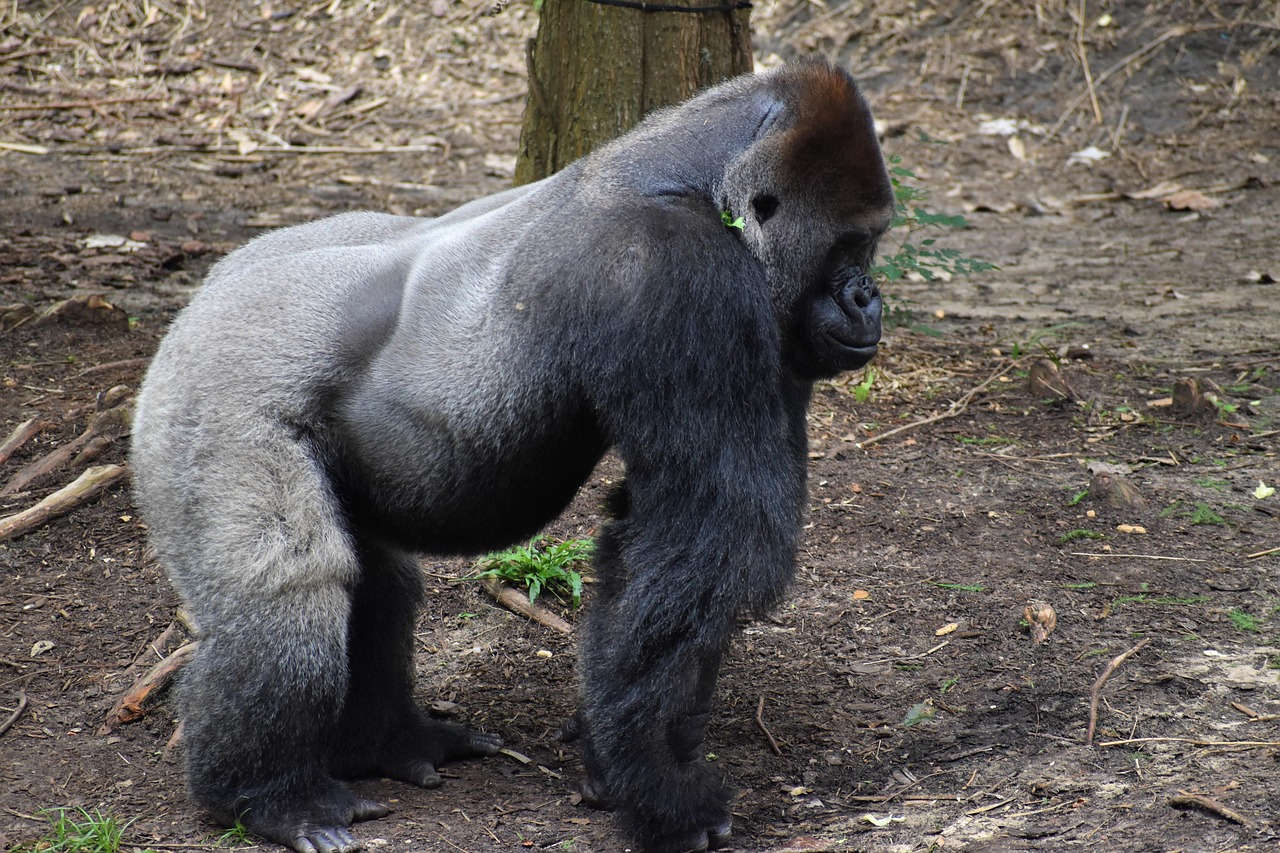 葛飾納涼花火大会2025の日程はいつですか？